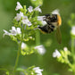 20 CALAMINT Lesser Calamintha Nepeta Officinalis Fragrant Herb White - Lilac Flower Seeds