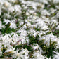 25 Dwarf LITTLE MAIDEN DIANTHUS Arenarius f. Nanus Fragrant White Flower Seeds
