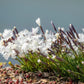 25 Dwarf LITTLE MAIDEN DIANTHUS Arenarius f. Nanus Fragrant White Flower Seeds