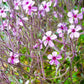 10 WHITE MADEIRA GERANIUM Maderense Cranesbill Giant Herb Robert Pink Eye Flower Seeds