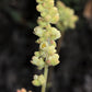 100 ALPINE CORAL BELLS Poker Heuchera Cylindrica Roundleaf Alumroot Sun or Shade Native Flower Seeds