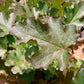 100 ALPINE CORAL BELLS Poker Heuchera Cylindrica Roundleaf Alumroot Sun or Shade Native Flower Seeds