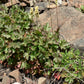 100 ALPINE CORAL BELLS Poker Heuchera Cylindrica Roundleaf Alumroot Sun or Shade Native Flower Seeds