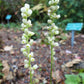 100 ALPINE CORAL BELLS Poker Heuchera Cylindrica Roundleaf Alumroot Sun or Shade Native Flower Seeds