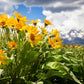 50 ARROWLEAF BALSAMROOT Oregon Sunflower Balsamorhiza Sagittata Native Huge Fragrant Flower Seeds