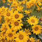 50 ARROWLEAF BALSAMROOT Oregon Sunflower Balsamorhiza Sagittata Native Huge Fragrant Flower Seeds