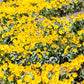 50 ARROWLEAF BALSAMROOT Oregon Sunflower Balsamorhiza Sagittata Native Huge Fragrant Flower Seeds