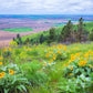 50 ARROWLEAF BALSAMROOT Oregon Sunflower Balsamorhiza Sagittata Native Huge Fragrant Flower Seeds