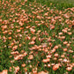 50 SALMON FLAX Linum Grandiflorum 1" Blooms in Salmon Pink with Red Eyes Flower Seeds