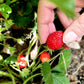 80 California WOODLAND STRAWBERRY Fragaria Vesca Bracteata Pacific Native Strawberry Red Berry Fruit White Flower Seeds