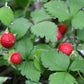 80 California WOODLAND STRAWBERRY Fragaria Vesca Bracteata Pacific Native Strawberry Red Berry Fruit White Flower Seeds
