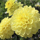 50 WATERCOLOR MIX DAHLIA Variabilis Double Bloom Mixed Colors Yellow Peach Pink Lavender Cream Orange Flower Seeds