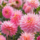 50 WATERCOLOR MIX DAHLIA Variabilis Double Bloom Mixed Colors Yellow Peach Pink Lavender Cream Orange Flower Seeds