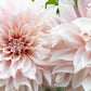 50 WATERCOLOR MIX DAHLIA Variabilis Double Bloom Mixed Colors Yellow Peach Pink Lavender Cream Orange Flower Seeds