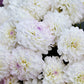 50 WATERCOLOR MIX DAHLIA Variabilis Double Bloom Mixed Colors Yellow Peach Pink Lavender Cream Orange Flower Seeds