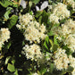20 White SNOWBRUSH Ceanothus Velutinus aka Mountain Balm or Buckbrush Evergreen Native Flower Shrub Seeds
