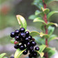50 California EVERGREEN HUCKLEBERRY Vaccinium Ovatum Fruit aka Box Blueberry Native Pink & White Flower Blue Black Berry Shrub Seeds