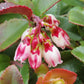 50 California EVERGREEN HUCKLEBERRY Vaccinium Ovatum Fruit aka Box Blueberry Native Pink & White Flower Blue Black Berry Shrub Seeds