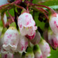 50 California EVERGREEN HUCKLEBERRY Vaccinium Ovatum Fruit aka Box Blueberry Native Pink & White Flower Blue Black Berry Shrub Seeds