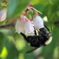50 California EVERGREEN HUCKLEBERRY Vaccinium Ovatum Fruit aka Box Blueberry Native Pink & White Flower Blue Black Berry Shrub Seeds