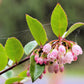50 California EVERGREEN HUCKLEBERRY Vaccinium Ovatum Fruit aka Box Blueberry Native Pink & White Flower Blue Black Berry Shrub Seeds