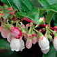 50 California EVERGREEN HUCKLEBERRY Vaccinium Ovatum Fruit aka Box Blueberry Native Pink & White Flower Blue Black Berry Shrub Seeds