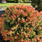50 California EVERGREEN HUCKLEBERRY Vaccinium Ovatum Fruit aka Box Blueberry Native Pink & White Flower Blue Black Berry Shrub Seeds