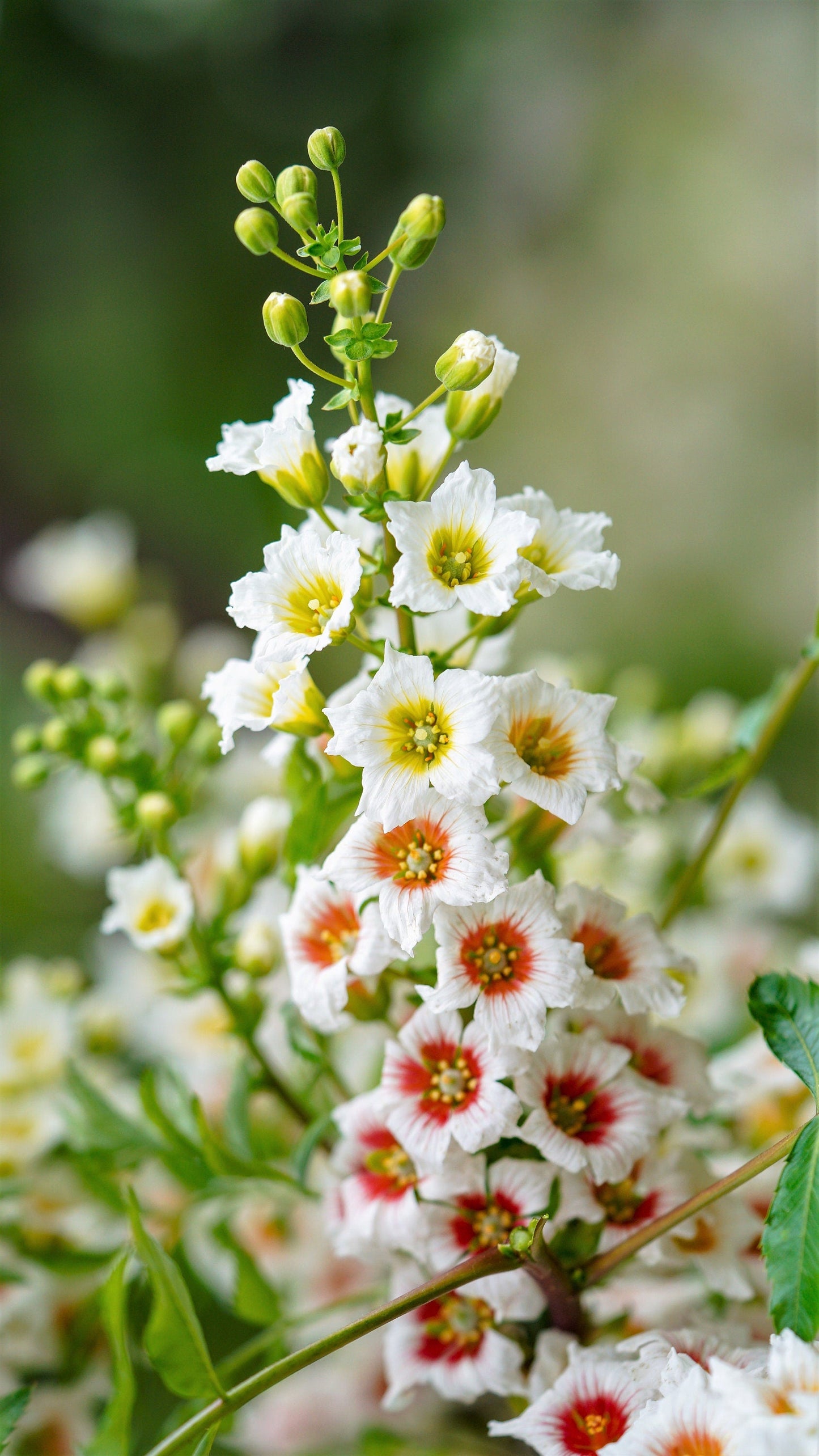 5 YELLOWHORN TREE Xanthoceras Sorbifolium aka Goldenhorn, Raintree, Chinese Flowering Chestnut - White Yellow Red Fragrant Flower Seeds