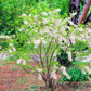5 YELLOWHORN TREE Xanthoceras Sorbifolium aka Goldenhorn, Raintree, Chinese Flowering Chestnut - White Yellow Red Fragrant Flower Seeds