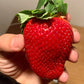 15 GIANT STRAWBERRY Fragaria spp June Bearing Huge Red Berry Fruit White Flower Seeds