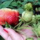 15 GIANT STRAWBERRY Fragaria spp June Bearing Huge Red Berry Fruit White Flower Seeds