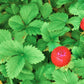50 ALEXANDRIA STRAWBERRY Everbearing Alpine Fragaria Vesca Red Berry Fruit White Flower Seeds