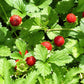 50 ALEXANDRIA STRAWBERRY Everbearing Alpine Fragaria Vesca Red Berry Fruit White Flower Seeds