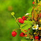 50 ALEXANDRIA STRAWBERRY Everbearing Alpine Fragaria Vesca Red Berry Fruit White Flower Seeds