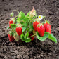 60 RUEGEN STRAWBERRY Everbearing Alpine Fragaria Vesca Red Berry Fruit White Flower Seeds