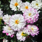 50 Unwins DWARF MIX DAHLIA Variabilis Mixed Colors Semi Double Bicolor Pink Purple Red Orange Yellow White Flower Seeds
