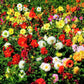 50 Unwins DWARF MIX DAHLIA Variabilis Mixed Colors Semi Double Bicolor Pink Purple Red Orange Yellow White Flower Seeds