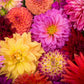 50 Unwins DWARF MIX DAHLIA Variabilis Mixed Colors Semi Double Bicolor Pink Purple Red Orange Yellow White Flower Seeds