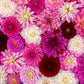 50 Unwins DWARF MIX DAHLIA Variabilis Mixed Colors Semi Double Bicolor Pink Purple Red Orange Yellow White Flower Seeds