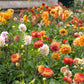 50 Unwins DWARF MIX DAHLIA Variabilis Mixed Colors Semi Double Bicolor Pink Purple Red Orange Yellow White Flower Seeds