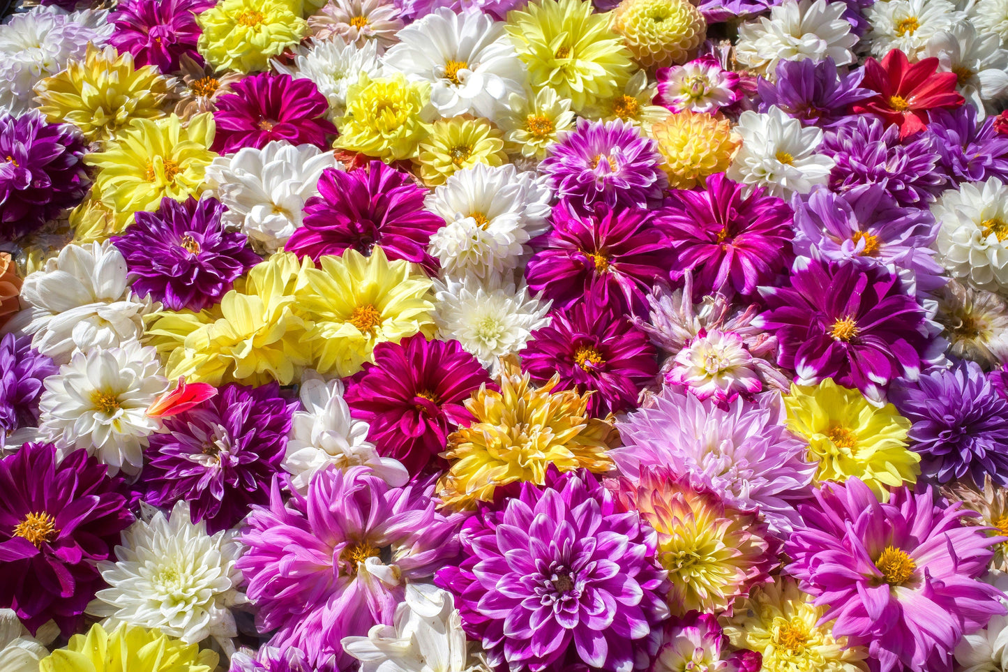 50 Unwins DWARF MIX DAHLIA Variabilis Mixed Colors Semi Double Bicolor Pink Purple Red Orange Yellow White Flower Seeds