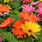 20 GERBER DAISY Mix Gerbera Jamesonii aka Barberton or African Daisy Mixed Colors Pink Purple Red Orange Yellow White Flower Seeds
