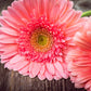 20 GERBER DAISY Mix Gerbera Jamesonii aka Barberton or African Daisy Mixed Colors Pink Purple Red Orange Yellow White Flower Seeds