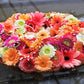 20 GERBER DAISY Mix Gerbera Jamesonii aka Barberton or African Daisy Mixed Colors Pink Purple Red Orange Yellow White Flower Seeds