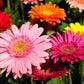 20 GERBER DAISY Mix Gerbera Jamesonii aka Barberton or African Daisy Mixed Colors Pink Purple Red Orange Yellow White Flower Seeds
