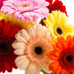 20 GERBER DAISY Mix Gerbera Jamesonii aka Barberton or African Daisy Mixed Colors Pink Purple Red Orange Yellow White Flower Seeds