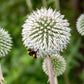 20 Silver GIANT GLOBE THISTLE Echinops Sphaerocephalus Great Globethistle Silvery White Flower Seeds