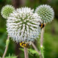 20 Silver GIANT GLOBE THISTLE Echinops Sphaerocephalus Great Globethistle Silvery White Flower Seeds