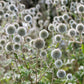 20 Silver GIANT GLOBE THISTLE Echinops Sphaerocephalus Great Globethistle Silvery White Flower Seeds