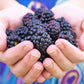 50 WHITEBARK Black RASPBERRY Western Blackcap Raspberry Rubus Leucodermis Native Fruit Berry Seeds
